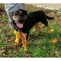 cane - Matr. 2018/0382 - Microchip 380260042716896