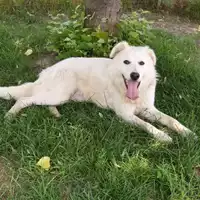 cane - Matr. 2018/2472 - Microchip 380260043854039