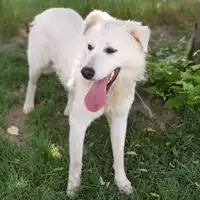 cane - Matr. 2018/2472 - Microchip 380260043854039