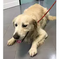 cane - Matr. 2018/2488 - Microchip 380260043854327