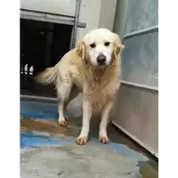 cane - Matr. 2018/2488 - Microchip 380260043854327