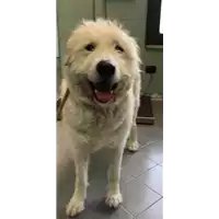 cane - Matr. 2018/2499 - Microchip 380260043680957