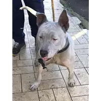 cane - Matr. 2018/2512 - Microchip 380260043853678