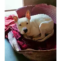 cane - Matr. 2018/2512 - Microchip 380260043853678