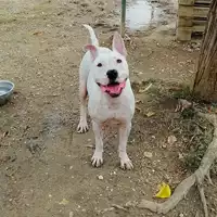 cane - Matr. 2018/2512 - Microchip 380260043853678
