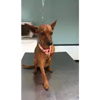cane - Matr. 2018/2561 - Microchip 380260043854119