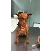 cane - Matr. 2018/2561 - Microchip 380260043854119
