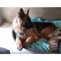 cane - Matr. 2018/2595 - Microchip 380260043853838