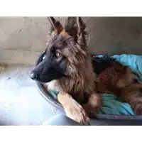 cane - Matr. 2018/2595 - Microchip 380260043853838