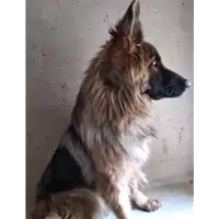 cane - Matr. 2018/2595 - Microchip 380260043853838