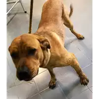 cane - Matr. 2018/2665 - Microchip 380260043853204