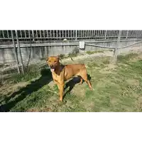 cane - Matr. 2018/2665 - Microchip 380260043853204