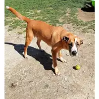 cane - Matr. 2019/0059 - Microchip 380260000832213