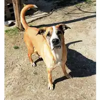 cane - Matr. 2019/0059 - Microchip 380260000832213