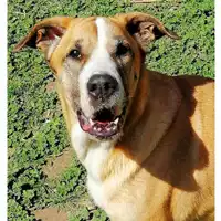 cane - Matr. 2019/0059 - Microchip 380260000832213