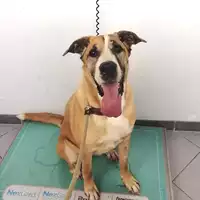 cane - Matr. 2019/0059 - Microchip 380260000832213