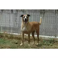 cane - Matr. 2019/0059 - Microchip 380260000832213