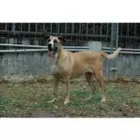 cane - Matr. 2019/0059 - Microchip 380260000832213