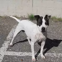 cane - Matr. 2009/1468 - Microchip 380260000096047