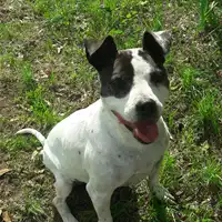 cane - Matr. 2009/1468 - Microchip 380260000096047