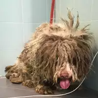 cane - Matr. 2019/0333 - Microchip 380260043854373