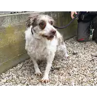 cane - Matr. 2019/0333 - Microchip 380260043854373