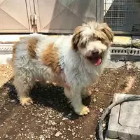 cane - Matr. 2019/0333 - Microchip 380260043854373