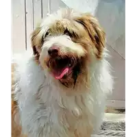 cane - Matr. 2019/0333 - Microchip 380260043854373
