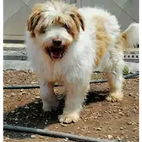 cane - Matr. 2019/0333 - Microchip 380260043854373