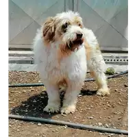 cane - Matr. 2019/0333 - Microchip 380260043854373