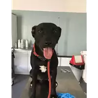 cane - Matr. 2018/1474 - Microchip 380260042931880