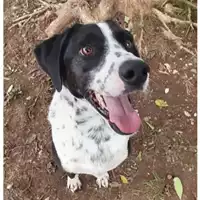 cane - Matr. 2017/0514 - Microchip 380260042880212