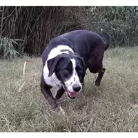 cane - Matr. 2017/0514 - Microchip 380260042880212