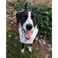 cane - Matr. 2017/0514 - Microchip 380260042880212