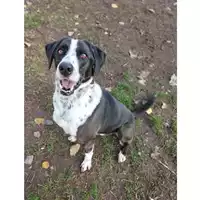 cane - Matr. 2017/0514 - Microchip 380260042880212
