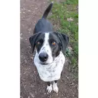 cane - Matr. 2017/0514 - Microchip 380260042880212