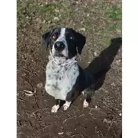 cane - Matr. 2017/0514 - Microchip 380260042880212