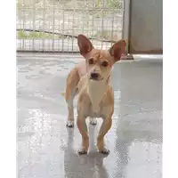cane - Matr. 2018/2344 - Microchip 380260043681426