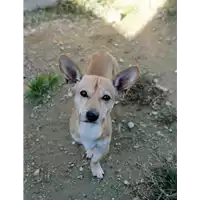 cane - Matr. 2018/2344 - Microchip 380260043681426