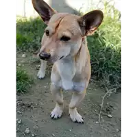 cane - Matr. 2018/2344 - Microchip 380260043681426