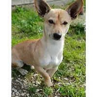 cane - Matr. 2018/2344 - Microchip 380260043681426