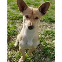 cane - Matr. 2018/2344 - Microchip 380260043681426