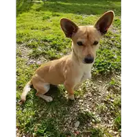 cane - Matr. 2018/2344 - Microchip 380260043681426