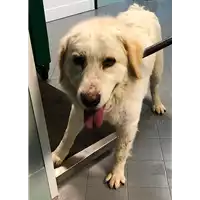 cane - Matr. 2019/0514 - Microchip 380260043870436