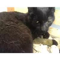 gatto - Matr. 2018/0634 - Microchip 380260043519944