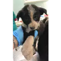 cane - Matr. 2019/0939 - Microchip 380260043642876