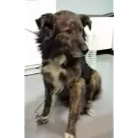 cane - Matr. 2018/0157 - Microchip 380260043519938