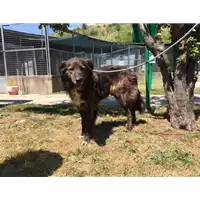 cane - Matr. 2018/0157 - Microchip 380260043519938