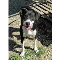 cane - Matr. 2019/1237 - Microchip 380260043686493