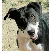 cane - Matr. 2019/1237 - Microchip 380260043686493